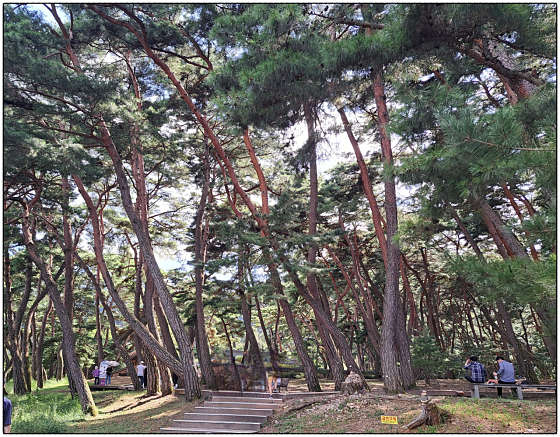 강원화원 이미지
