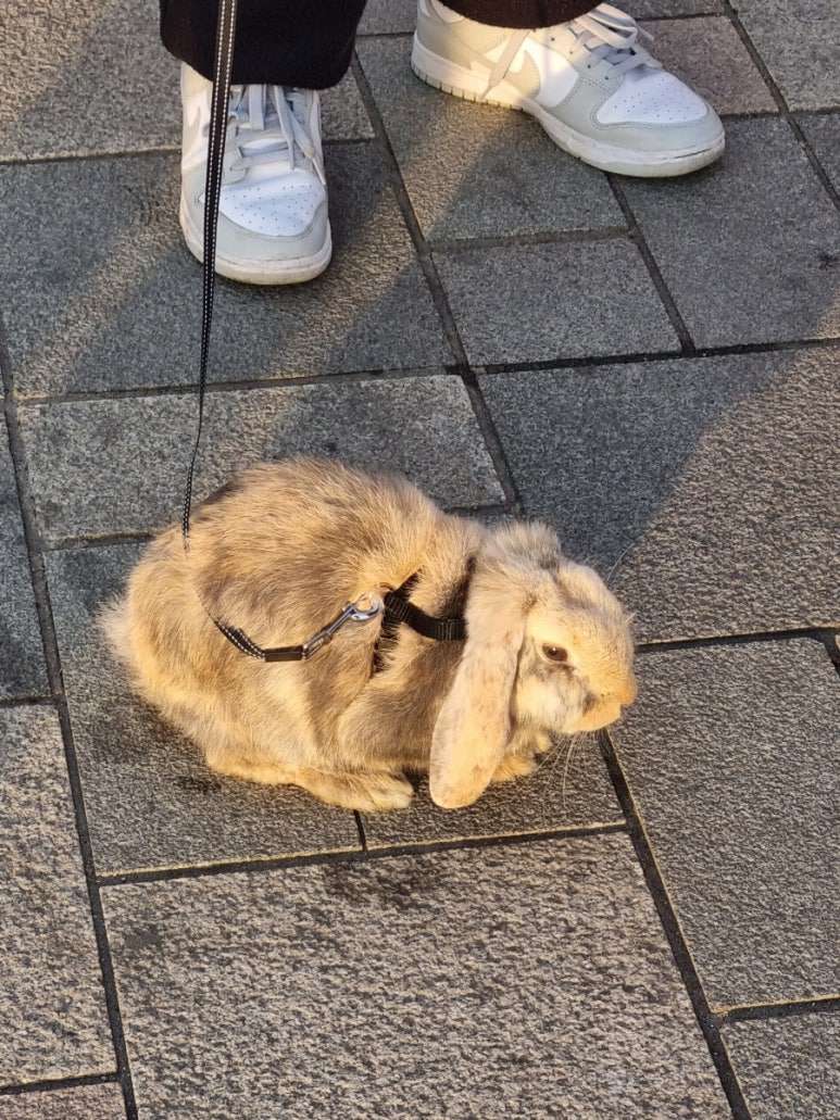 월미도레미 이미지
