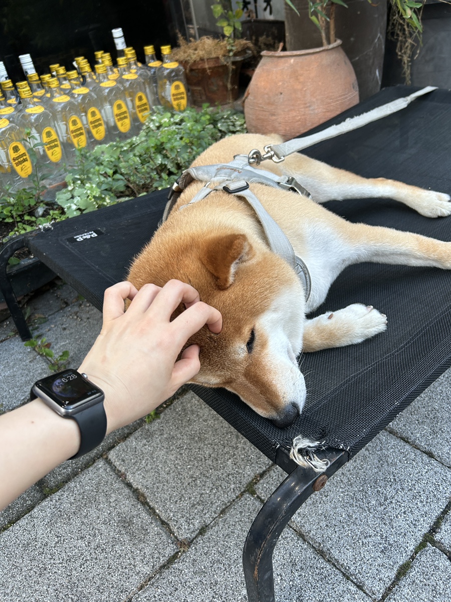 안동생목살뒷고기 이미지