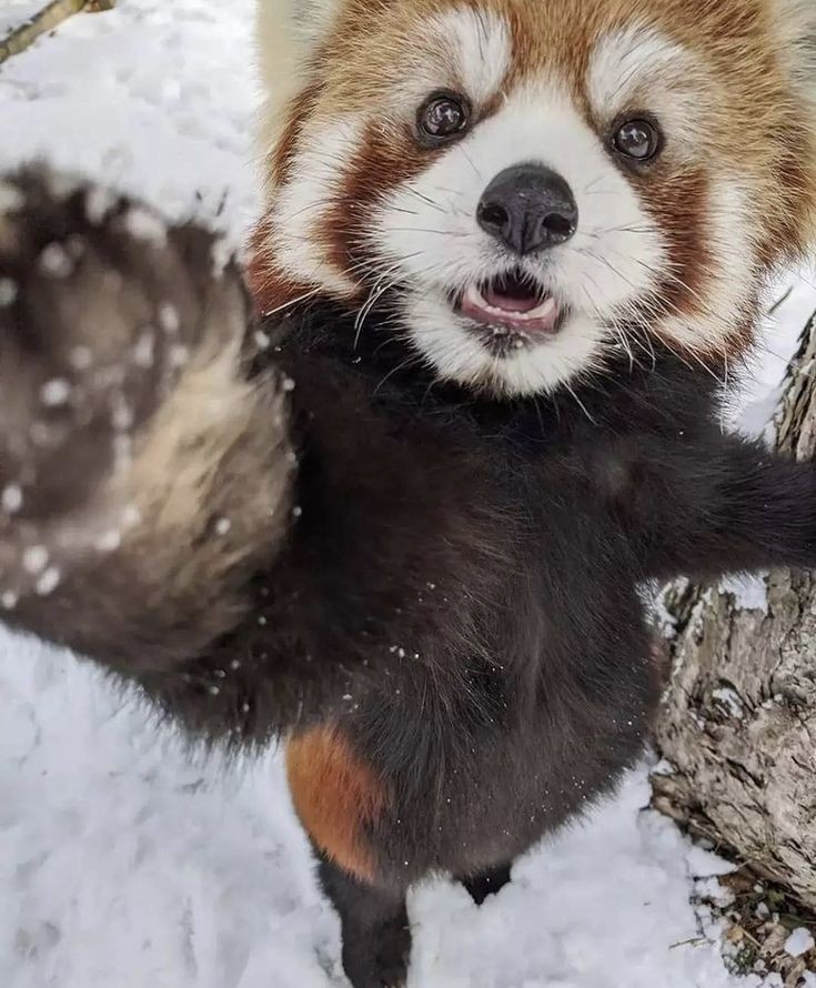 레서 이미지