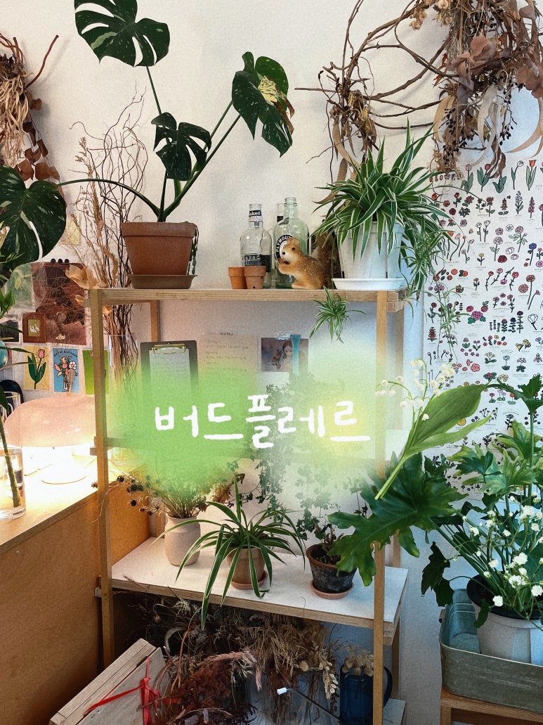 버드플레르 이미지