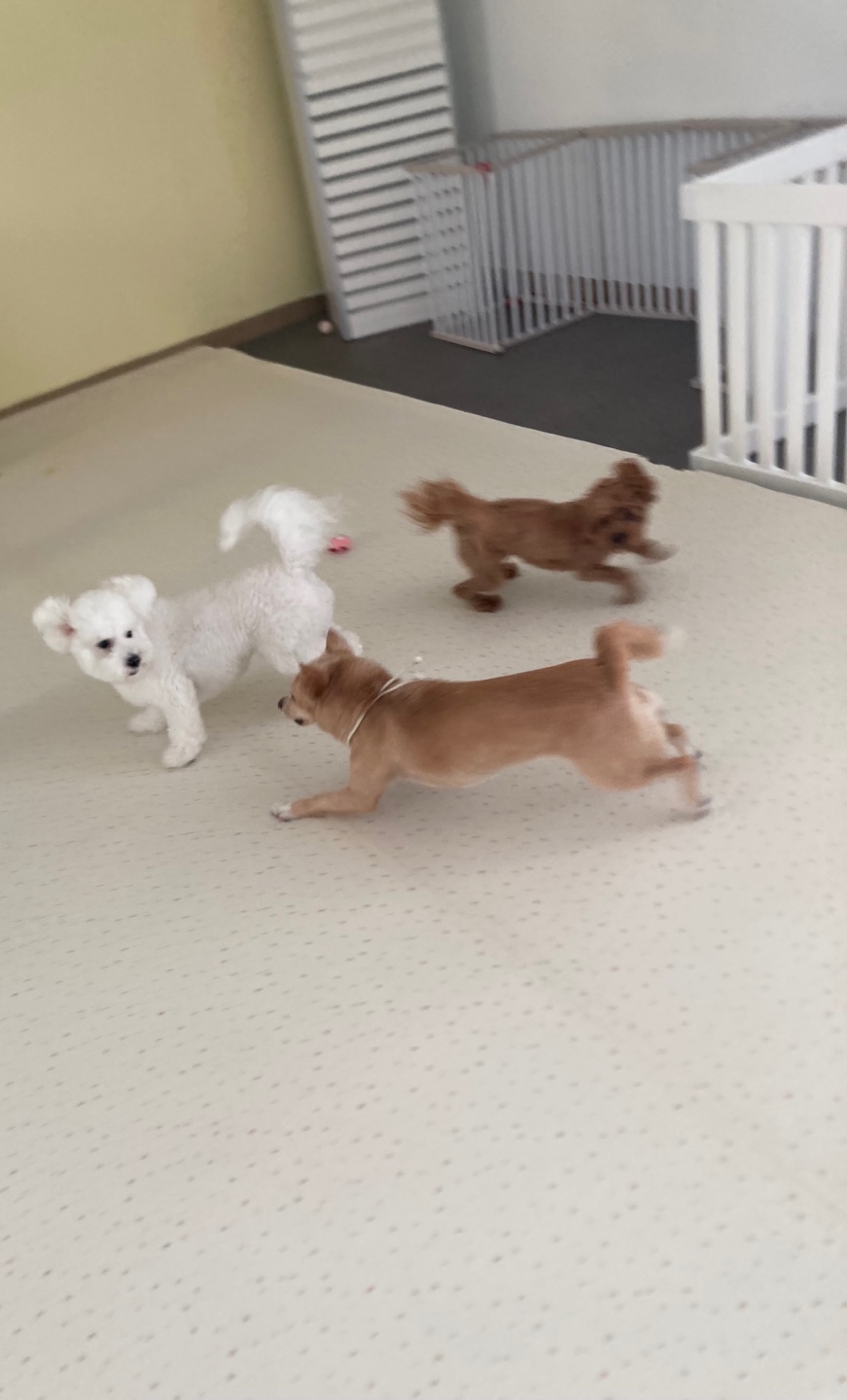 물만난댕댕이 이미지