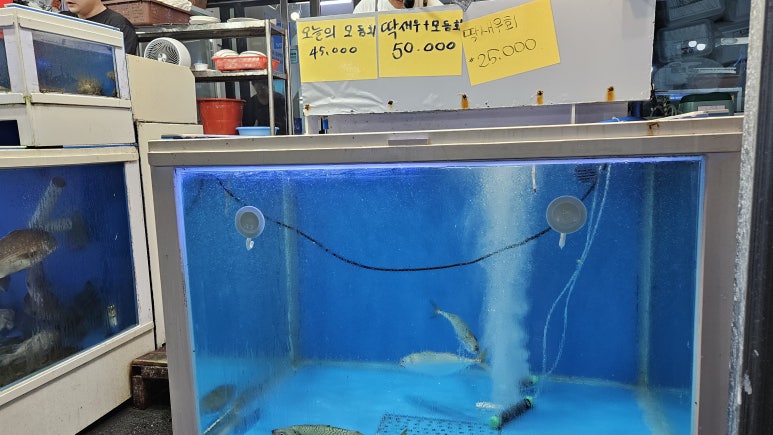 올레강민 이미지