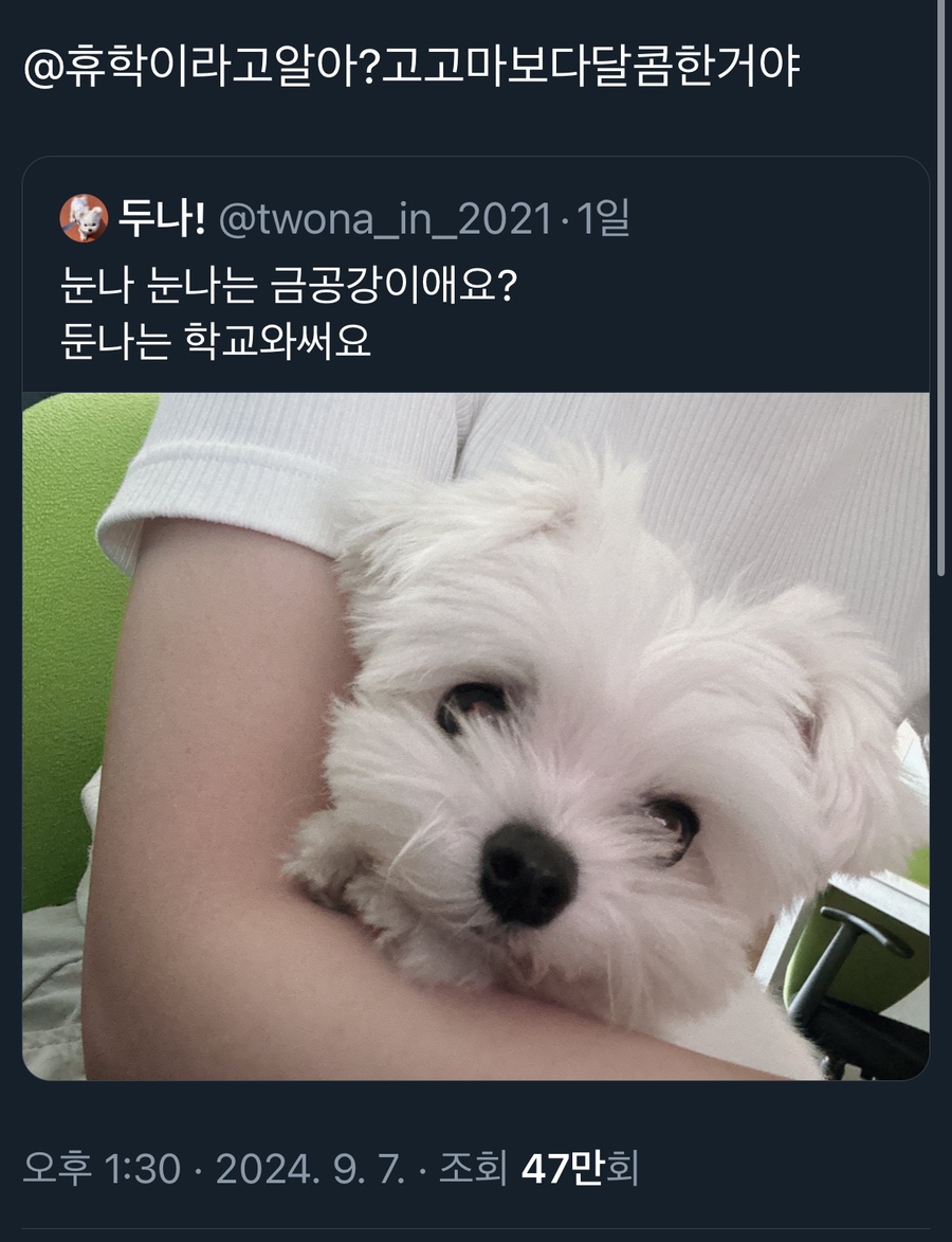 고고마 이미지