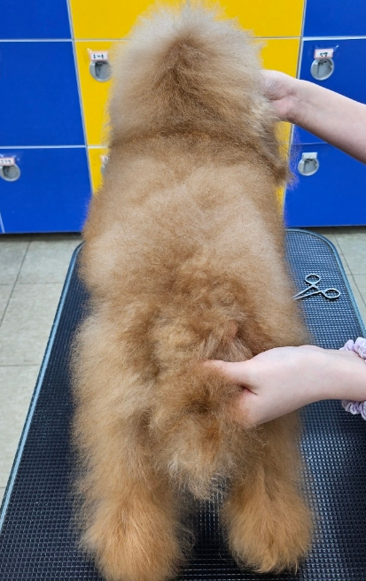 베스트강북애견미용학원 이미지