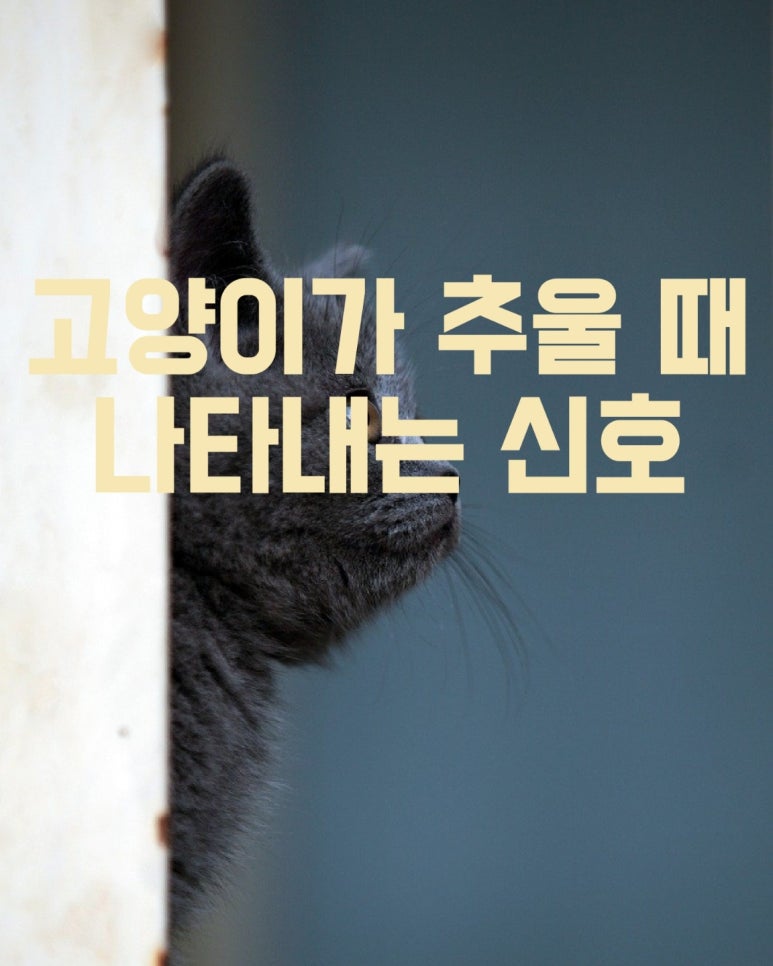 고양이가 추울 때 나타내는 신호