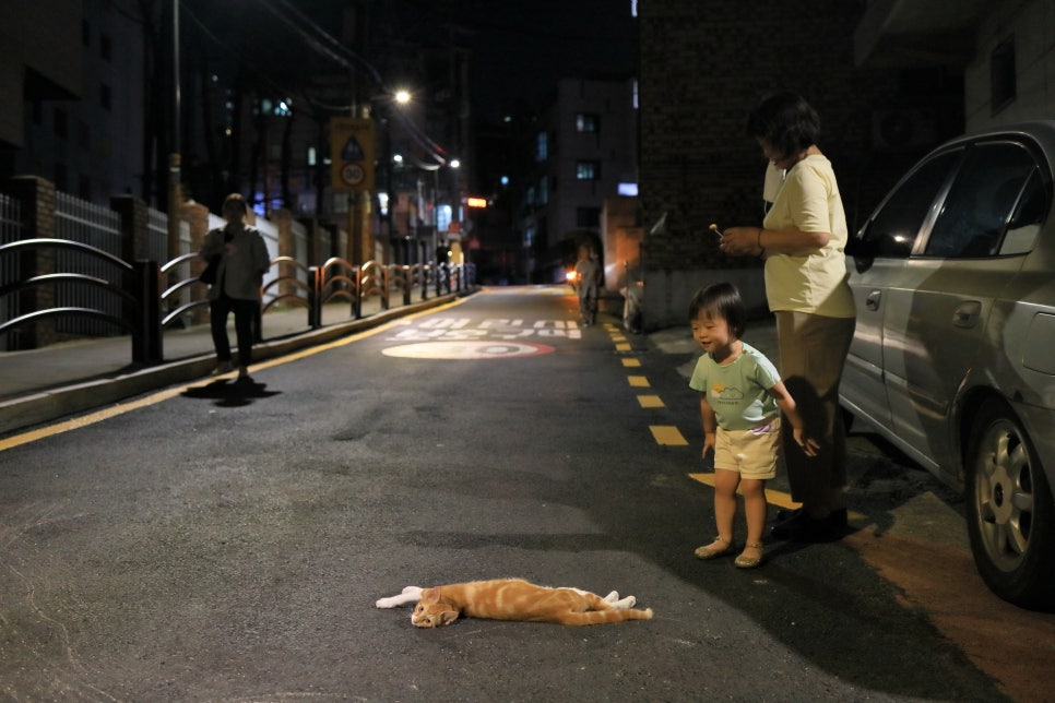 고양이가있는뜰 이미지