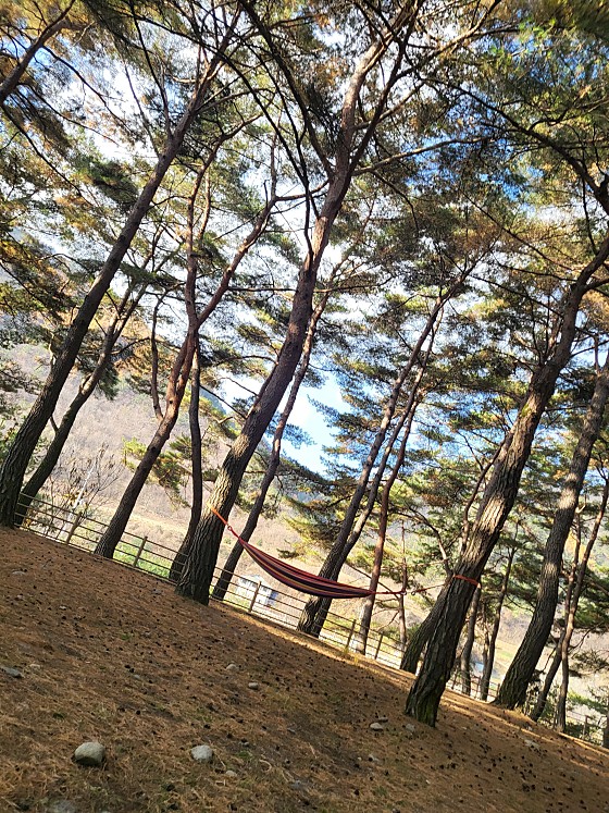 회동솔향캠핑장 이미지