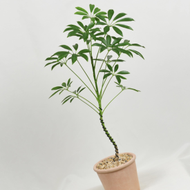 라이크플라워샾 이미지