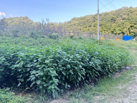 도일사과농원 이미지