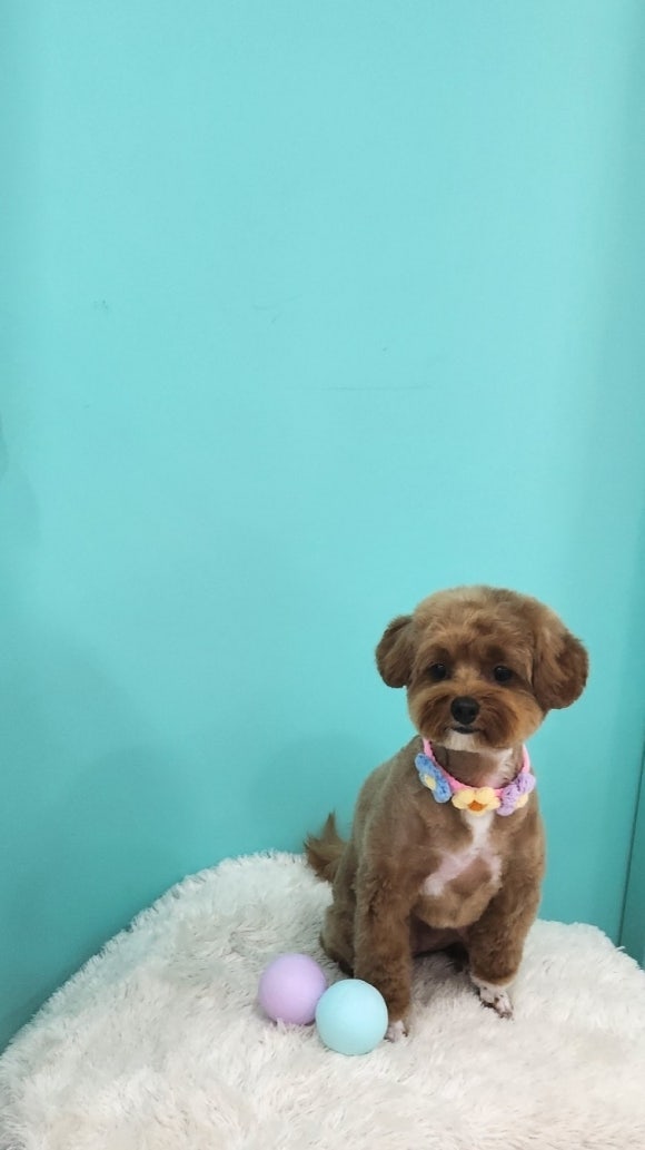 개똥이 이미지