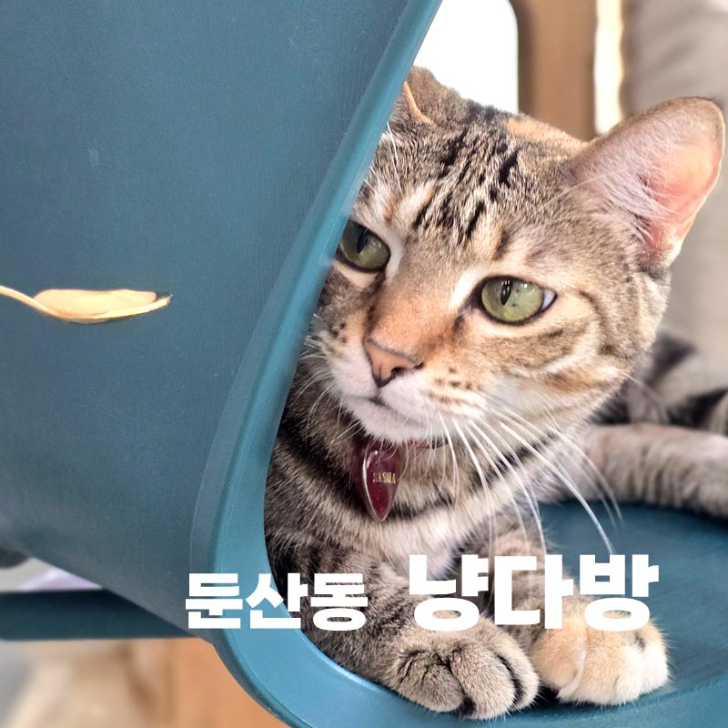 냥다방 이미지