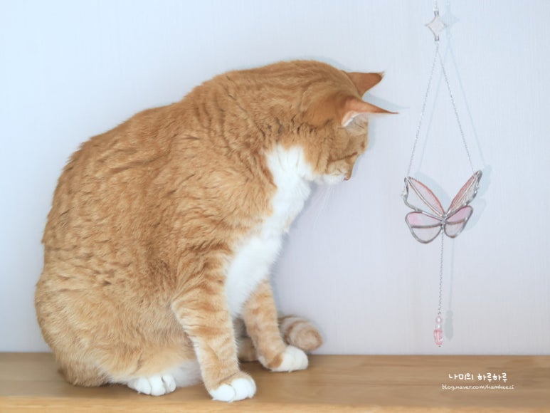 달곰글라스 이미지