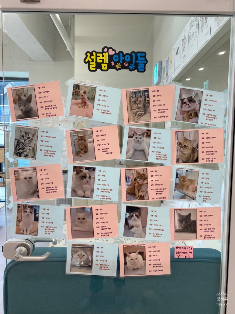 설렘고양이카페 이미지