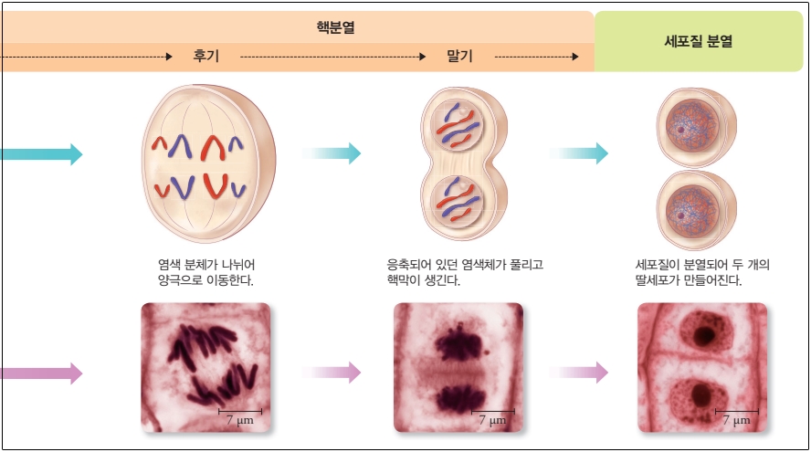 체세포 분열 과정과 특징, 의의 : 네이버 블로그