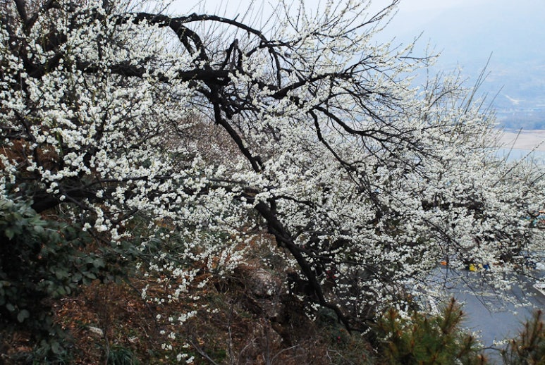 수보리 이미지