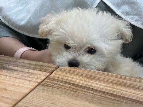 크리스탈헤어 이미지