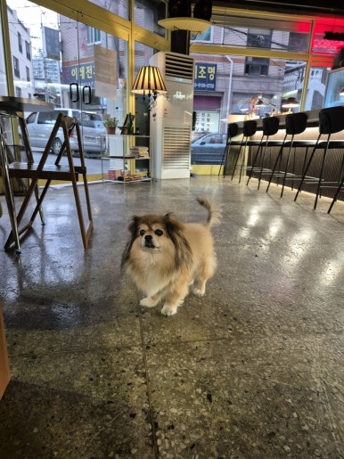 헝그리스패로 이미지