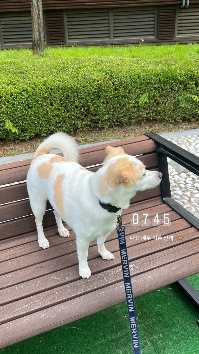 강두부 이미지