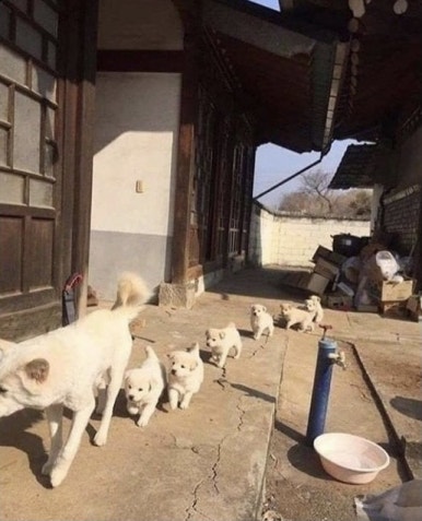 야옹 이미지