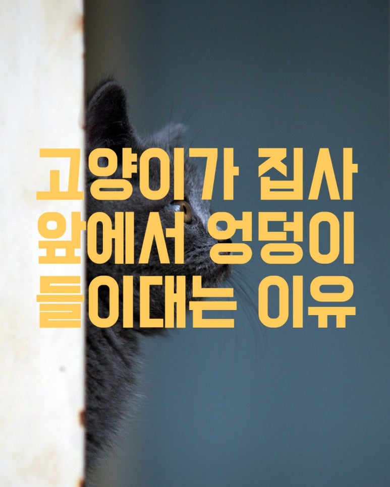 고양이가 집사 앞에서 엉덩이 들이대는 이유