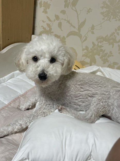 감탄떡볶이신장 이미지