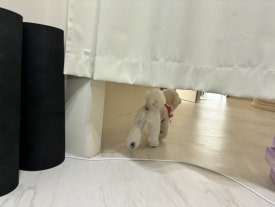 아리아폴 이미지