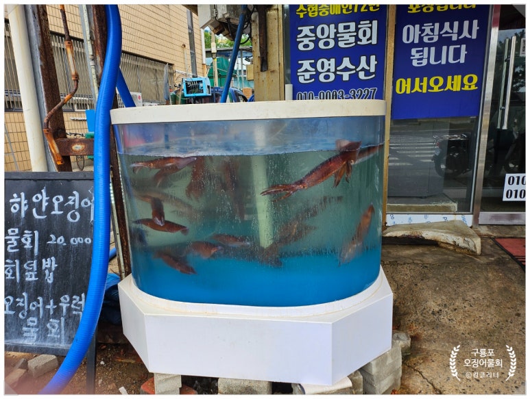 하얀오징어 이미지