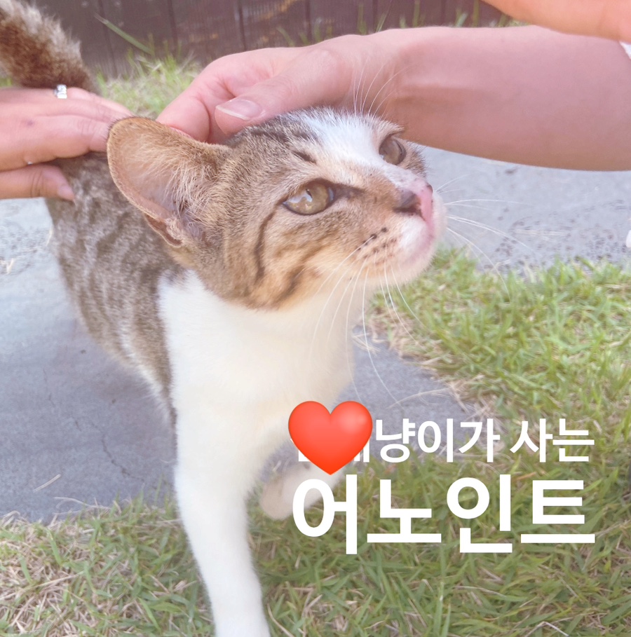 어노인트교동도점 이미지