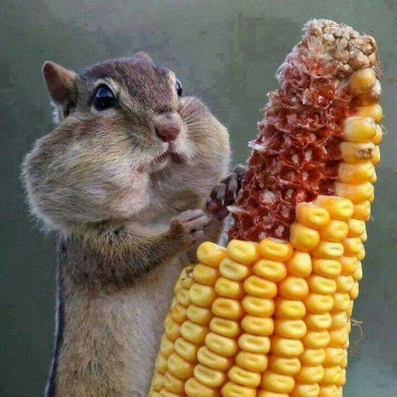 옥수수맛집 이미지