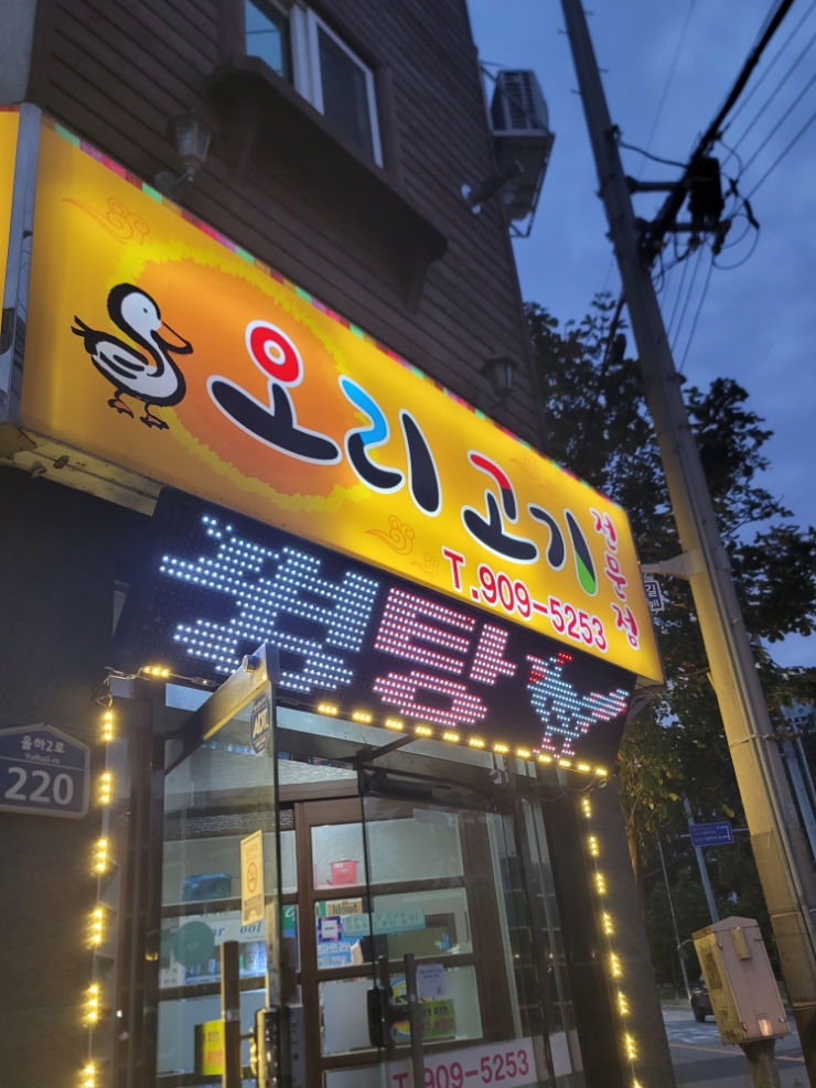천년오리 이미지