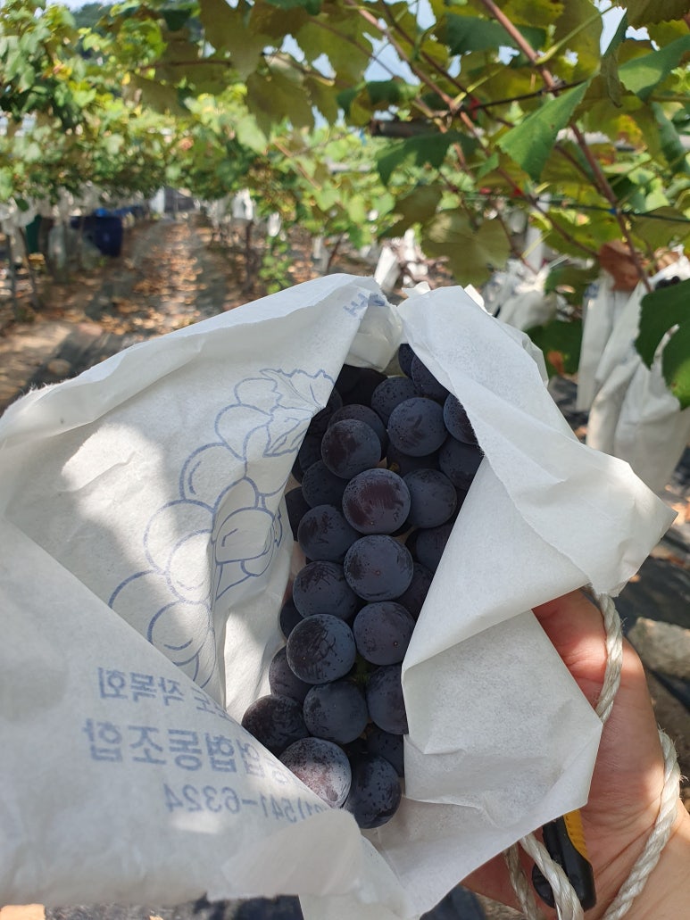 축석포도농원 이미지