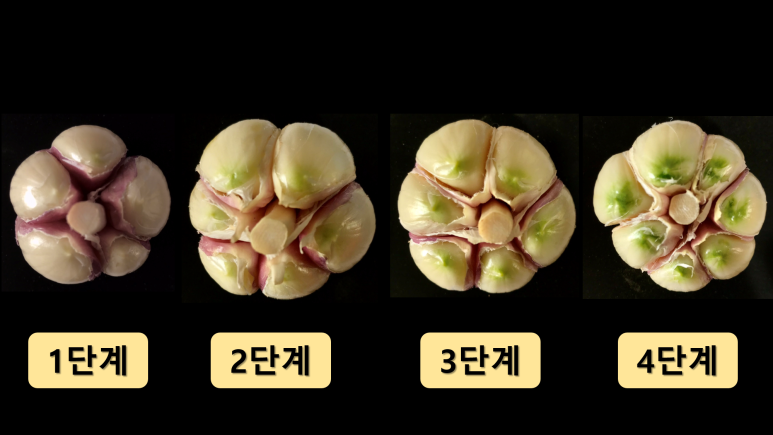 초록마늘 이미지