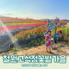 철원 고석정 꽃밭: 추석 시즌 아이와 함께하는 가족 여행 추천 — 사진 1