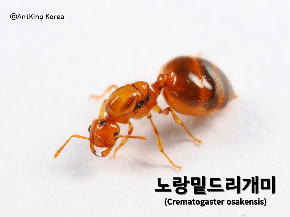 이노꼬 이미지