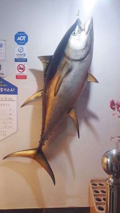 통영문참치 이미지