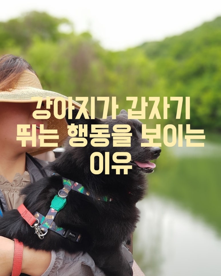 강아지가 갑자기 뛰는 행동을 보이는 이유