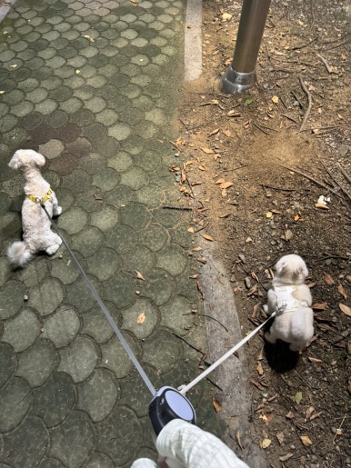 도담댕기 이미지