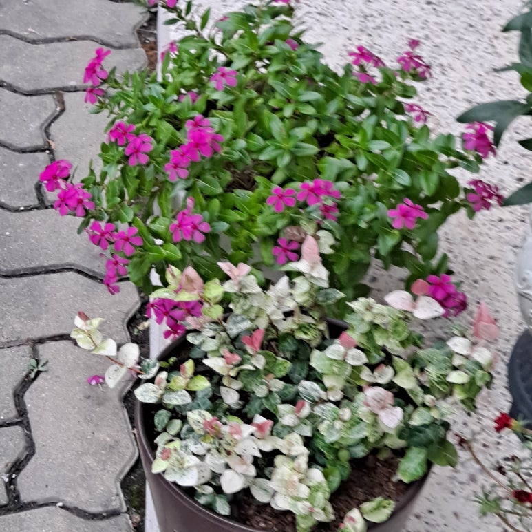 꽃미장원 이미지