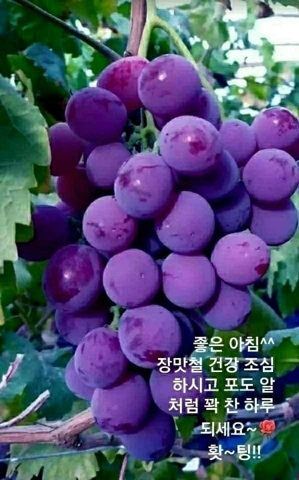 낭만포차한식점심부페 이미지