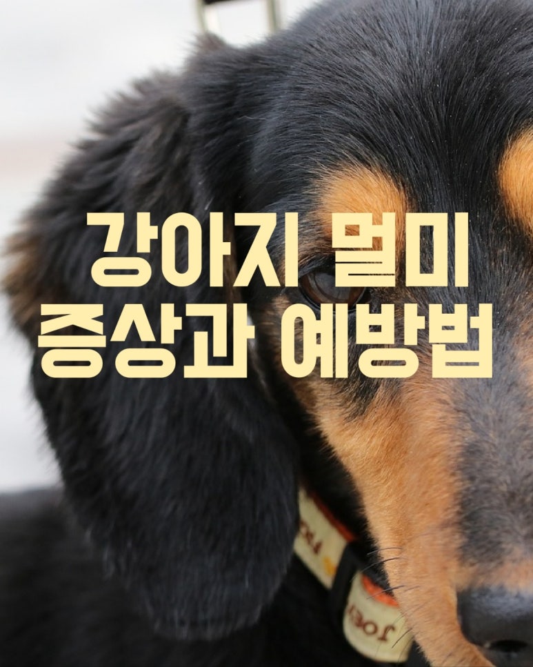 강아지 멀미 증상과 예방법