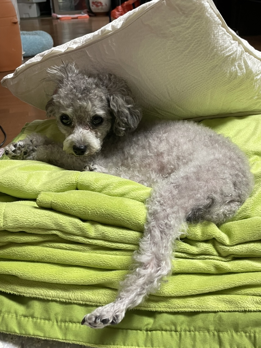 갈매기먹짱내덕점 이미지