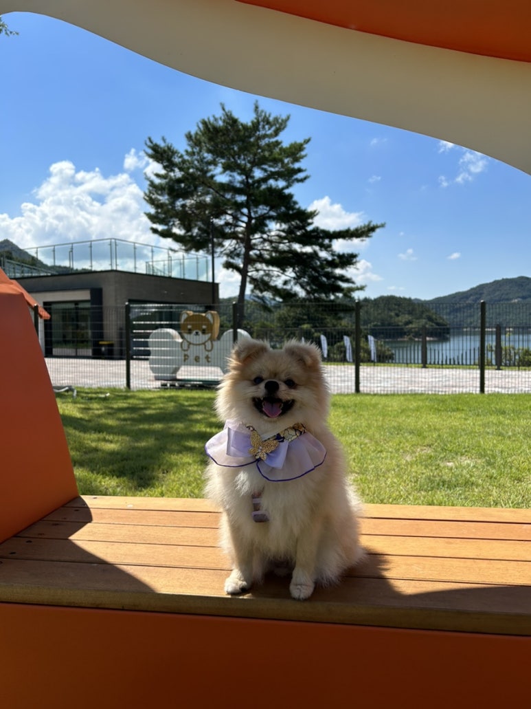 멋드림 이미지