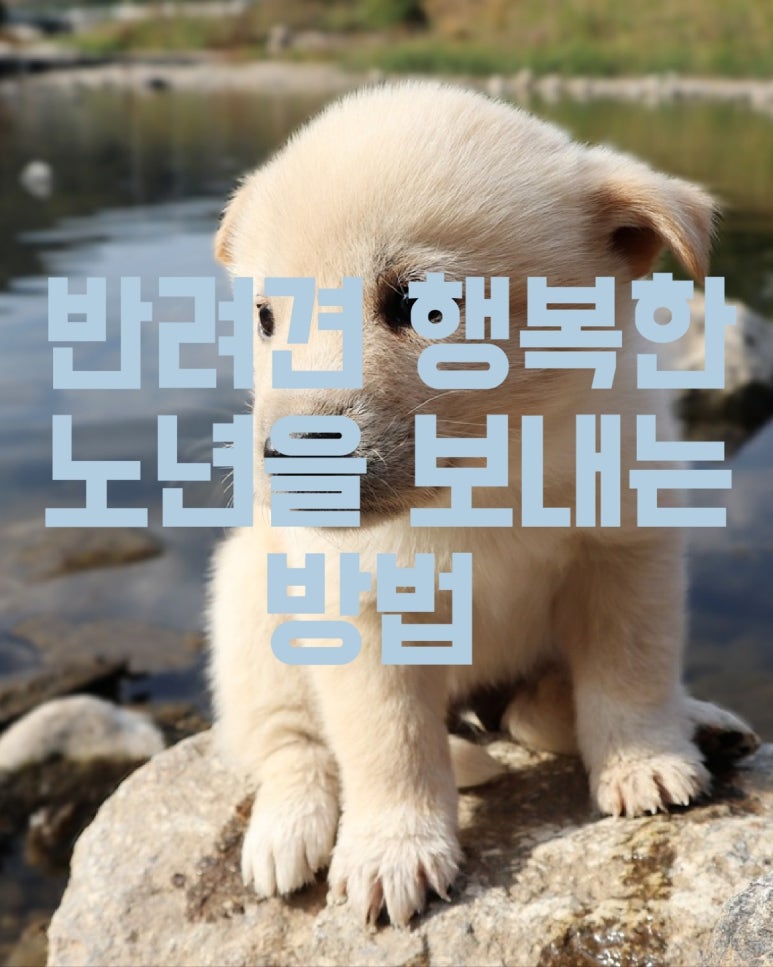 반려견이 행복한 노년을 보내는 방법