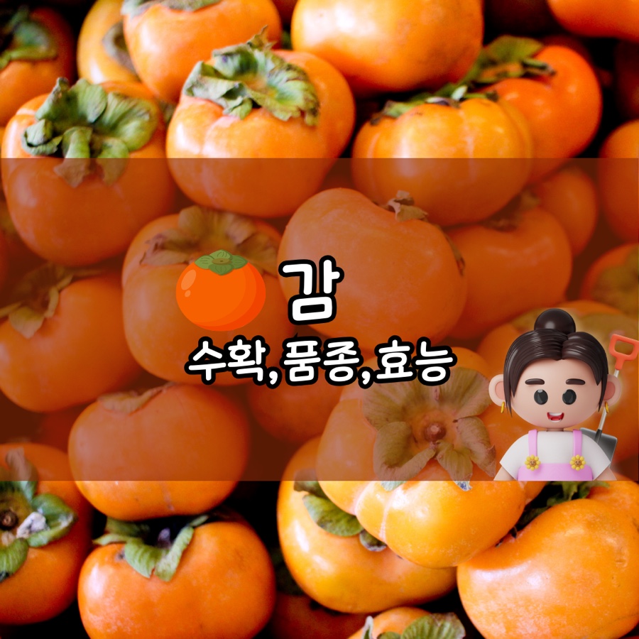감 따는 시기와 품종별 감종류,가을 제철 과일 : 네이버 블로그