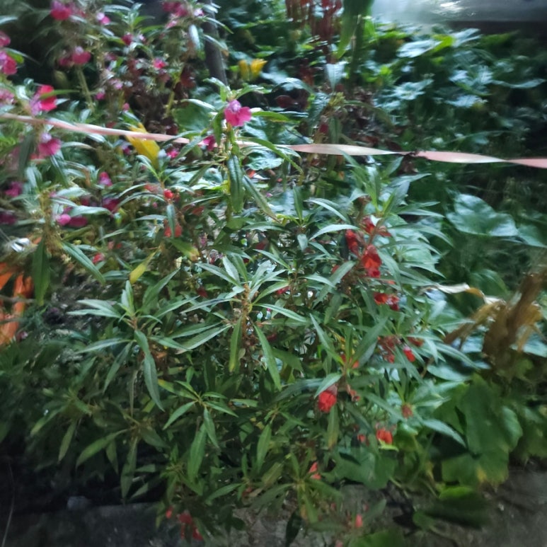장락전집 이미지