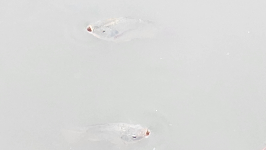 개구리반찬 이미지