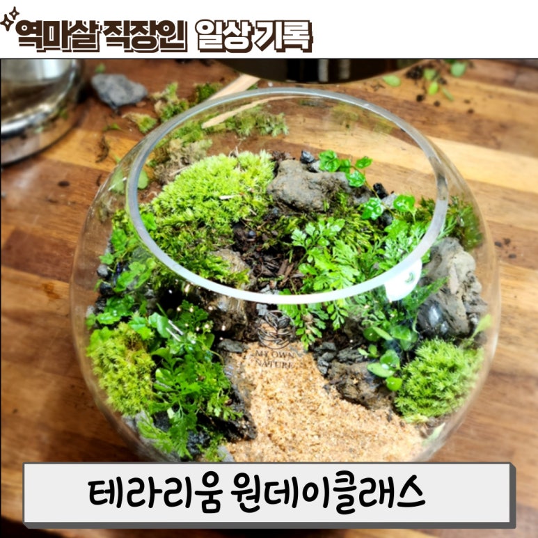 마이온네이처 이미지