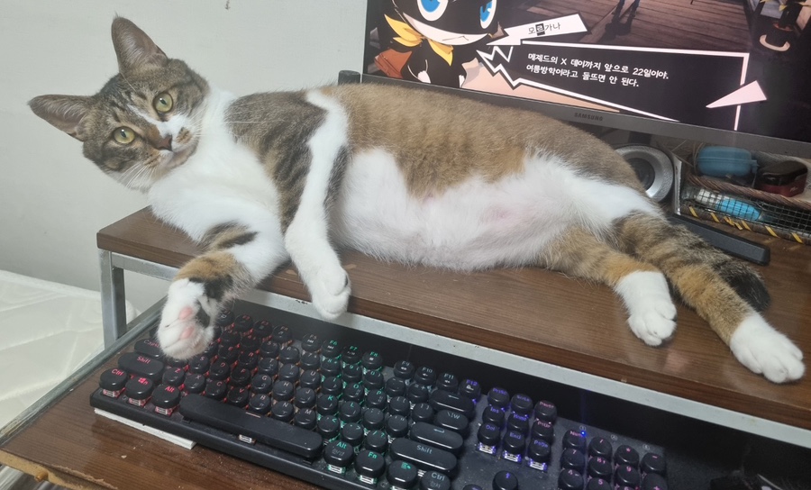 미조사 이미지