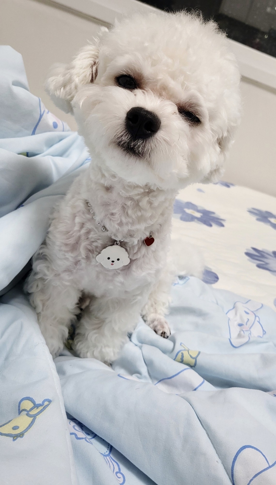 일랑이랑 이미지